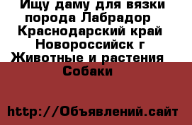 Ищу даму для вязки порода-Лабрадор - Краснодарский край, Новороссийск г. Животные и растения » Собаки   